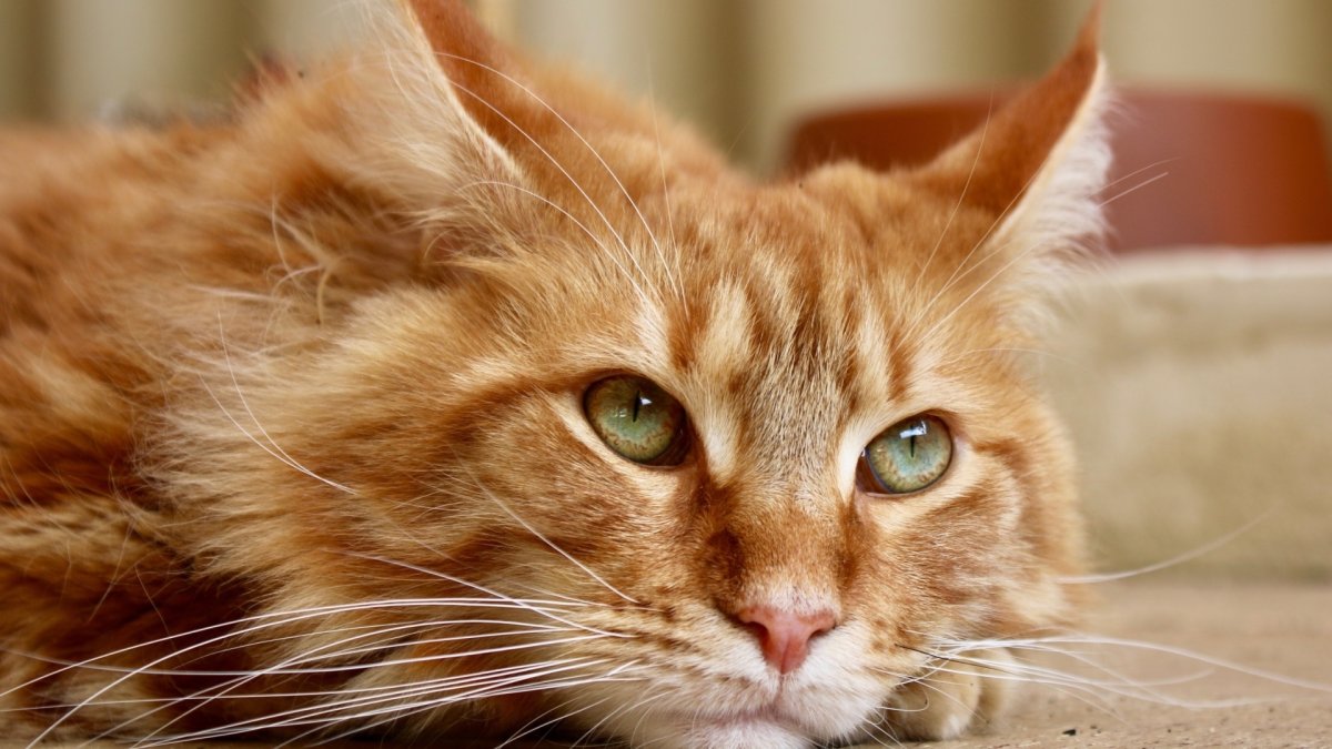 Рыжий котёнок