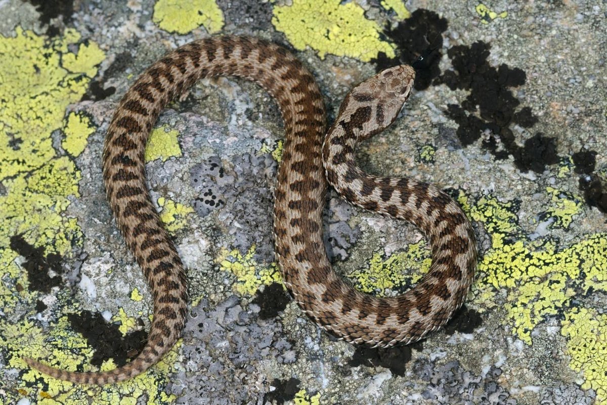 Черный Техасский полоз