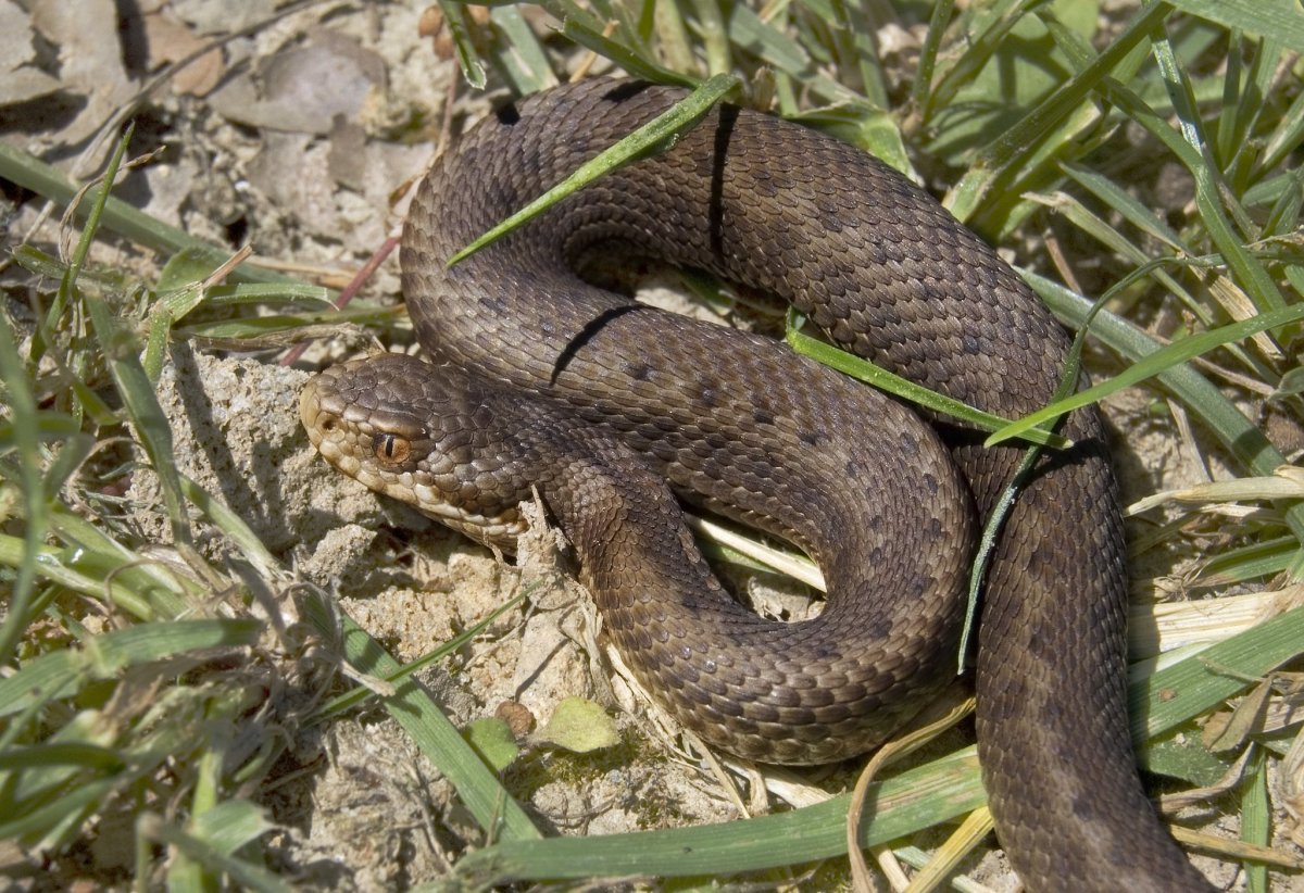 Гадюка Сахалинская ( Vipera sachalinensis )