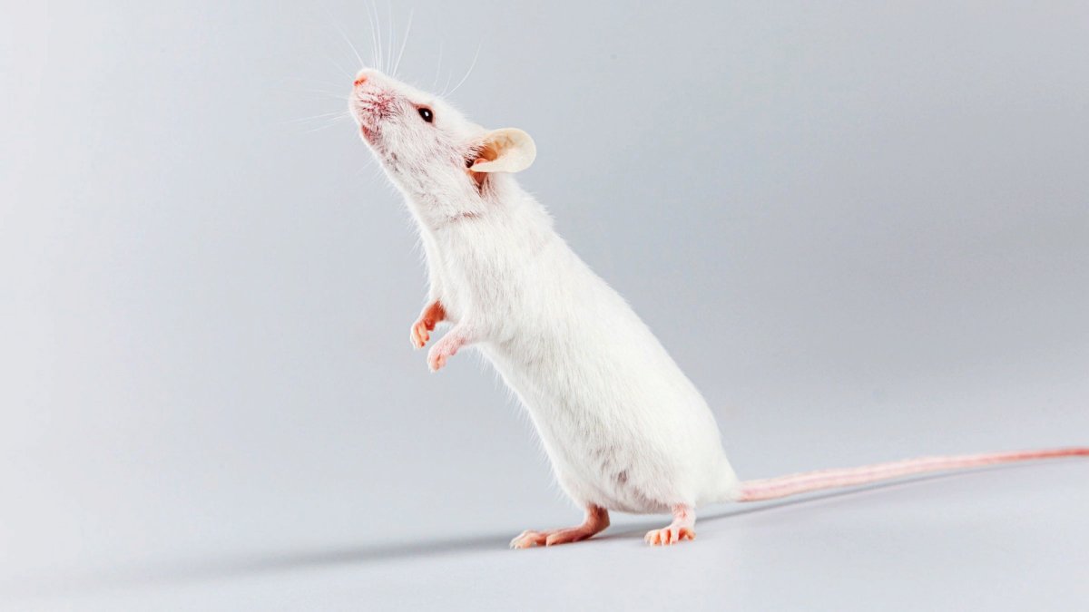 Белая мышь