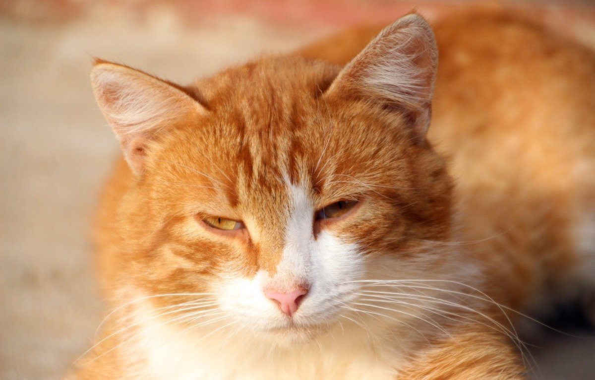 Ориентал вислоухий кошка