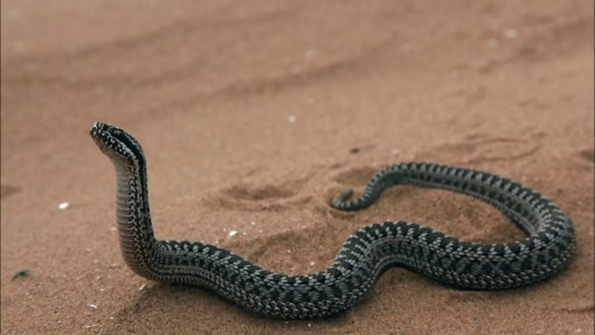 Степная гадюка