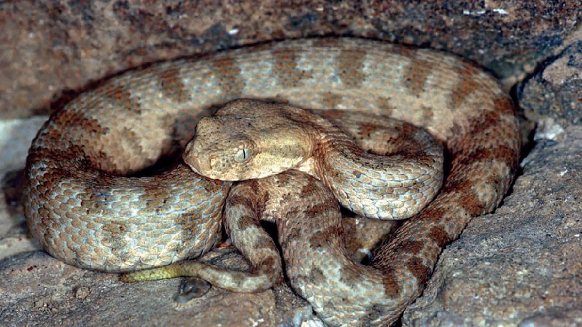 Краснобрюхий полоз Дагестан