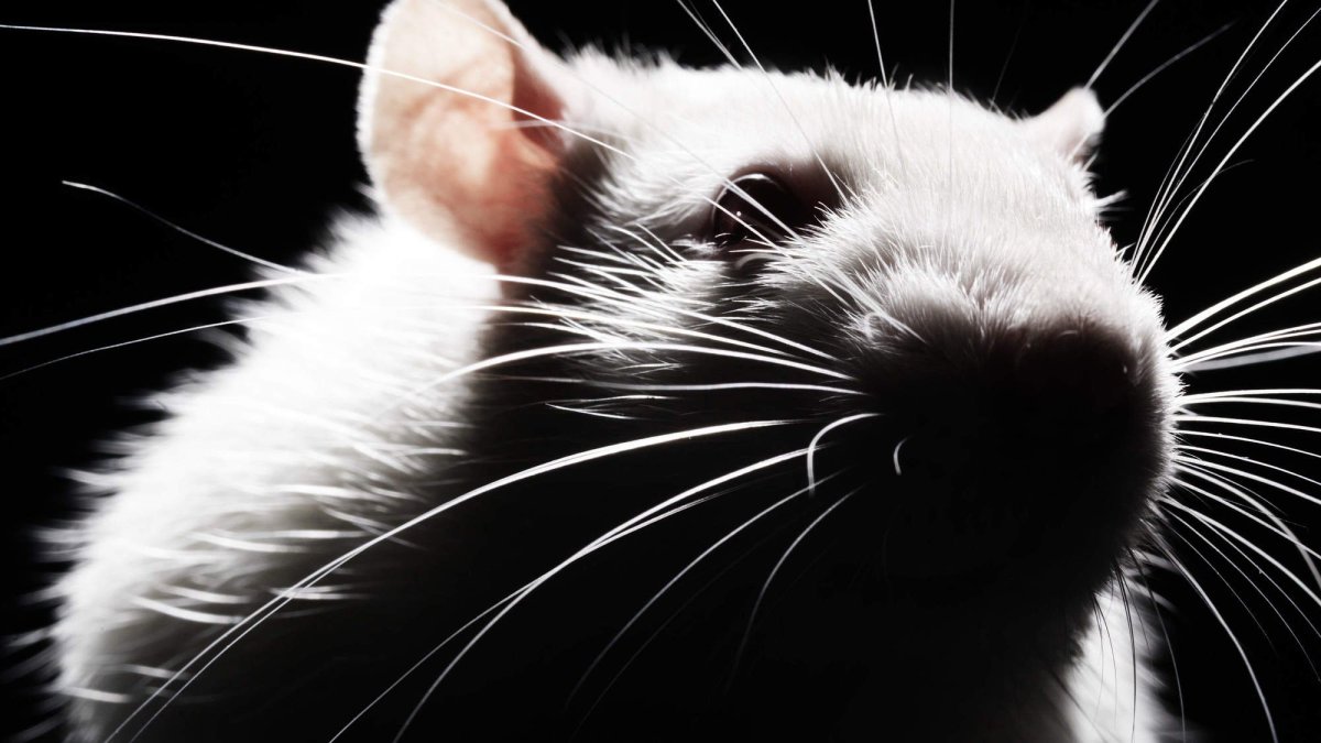 Крыса черно белая