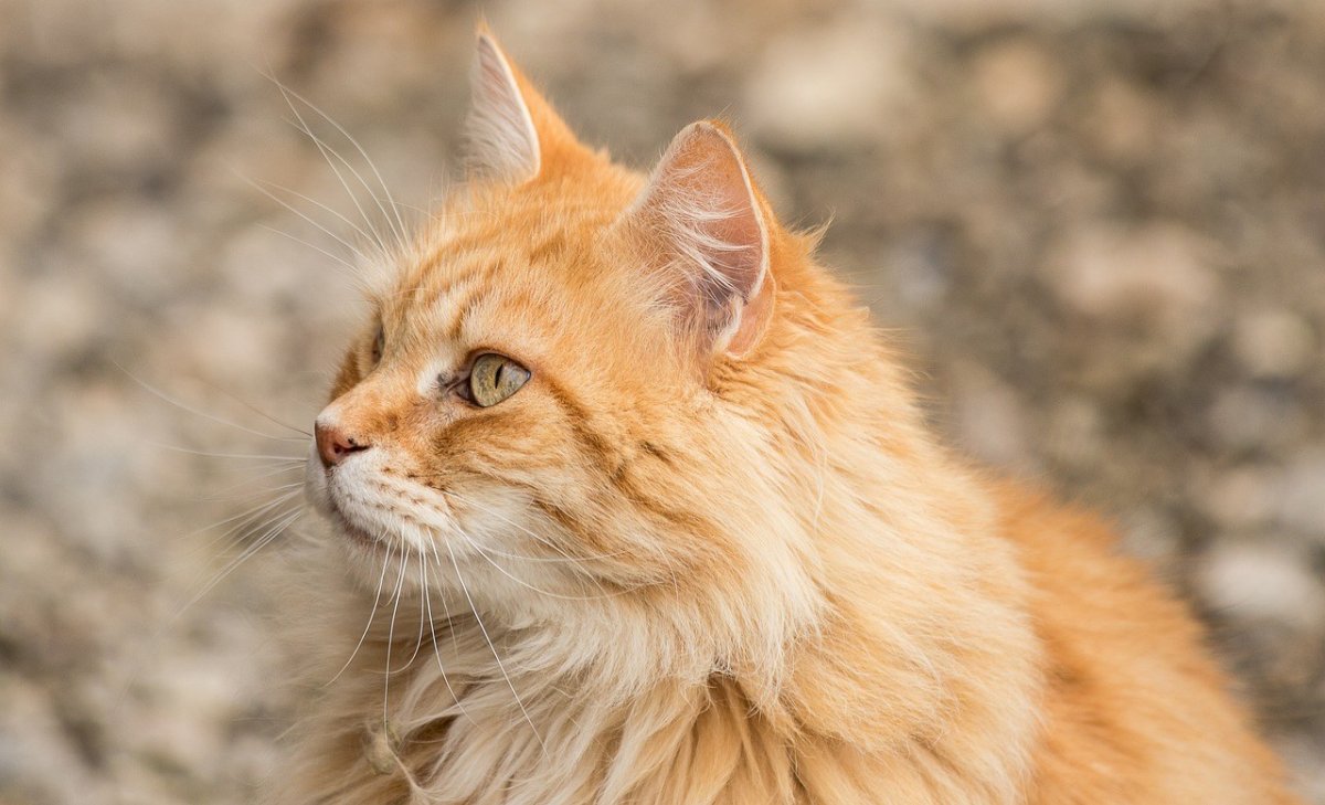 Ангора котенок рыжий