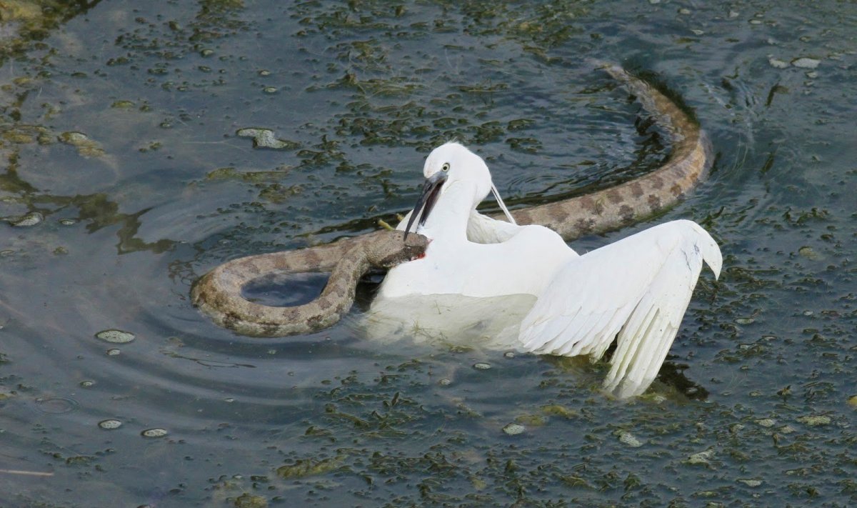Гюрза в Дагестане