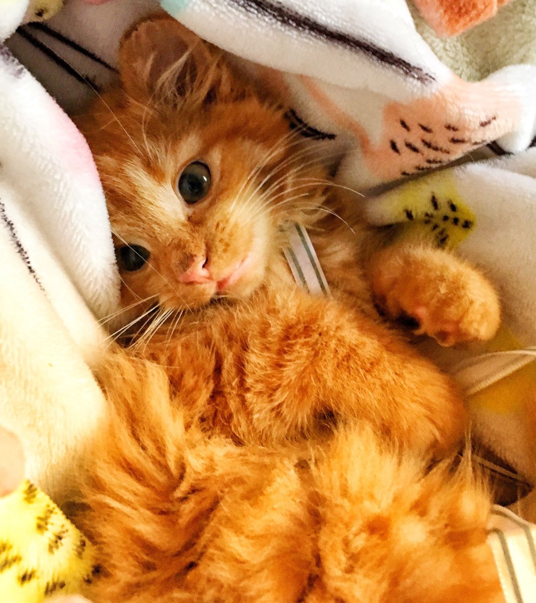 Рыжий котенок Пинтерест