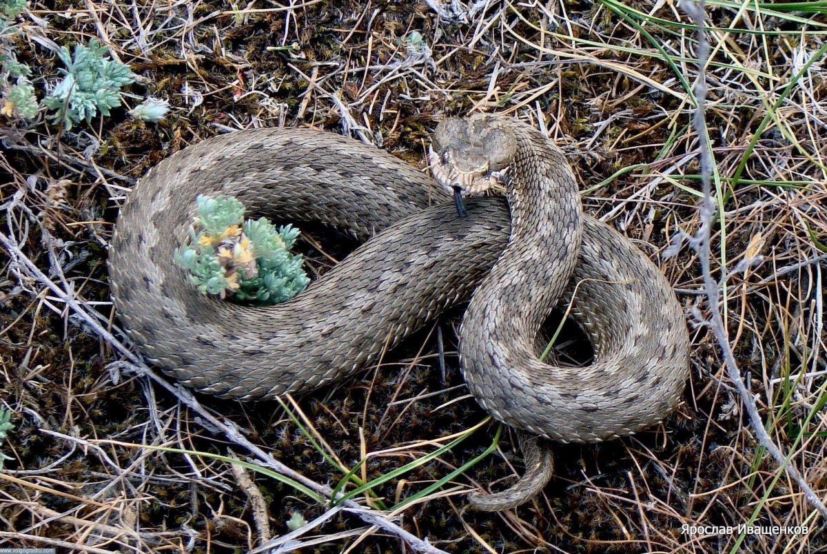 Гюрза змея и гадюка