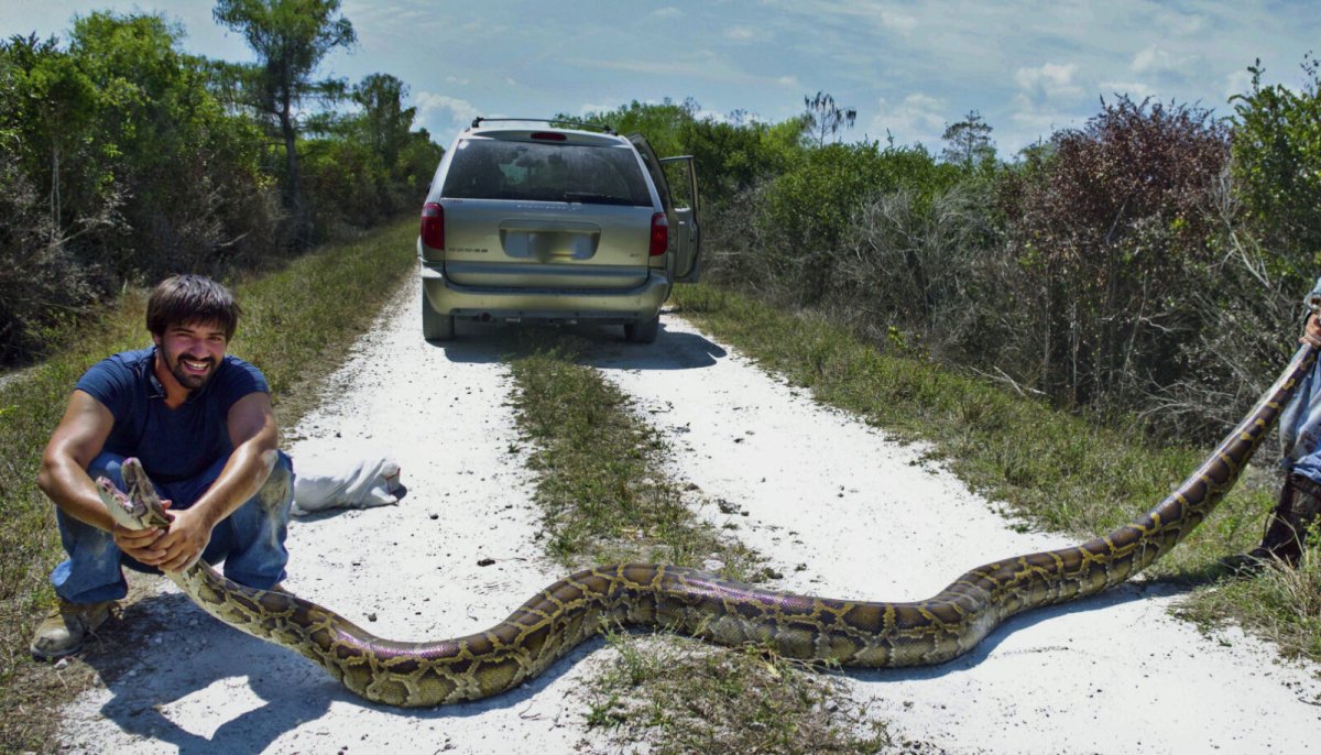 Сетчатый питон Бали