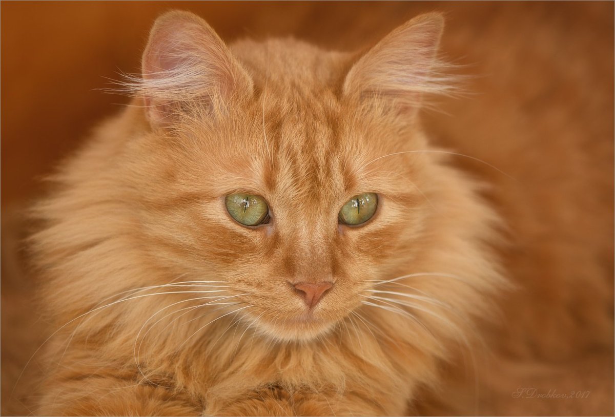 Рыжая кошка