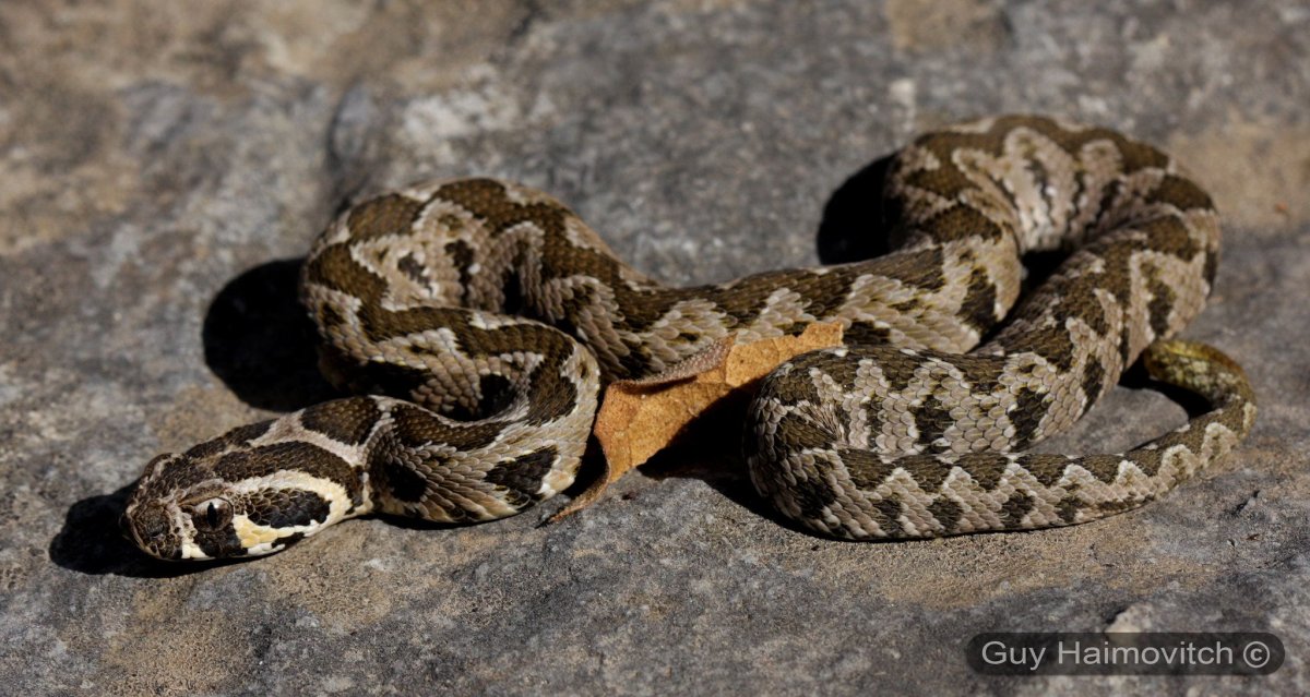 Палестинская гадюка (Vipera Palaestinae)