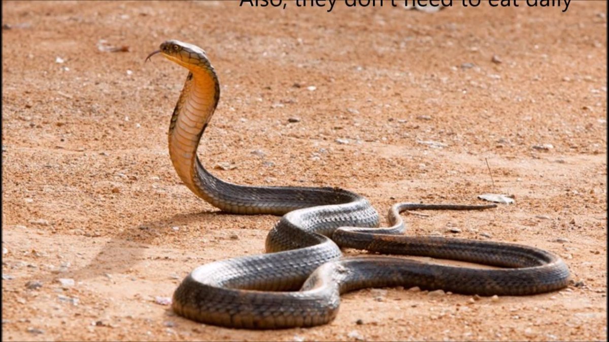 Королевская Кобра движение