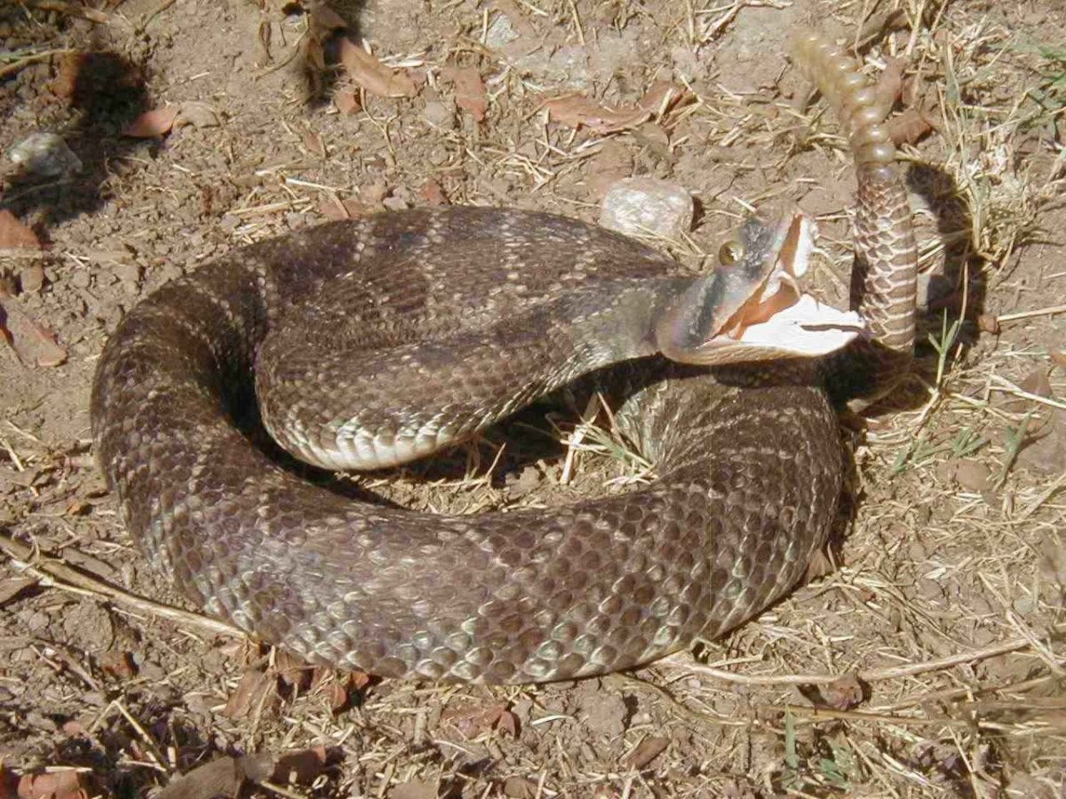 Астраханская гремучая змея