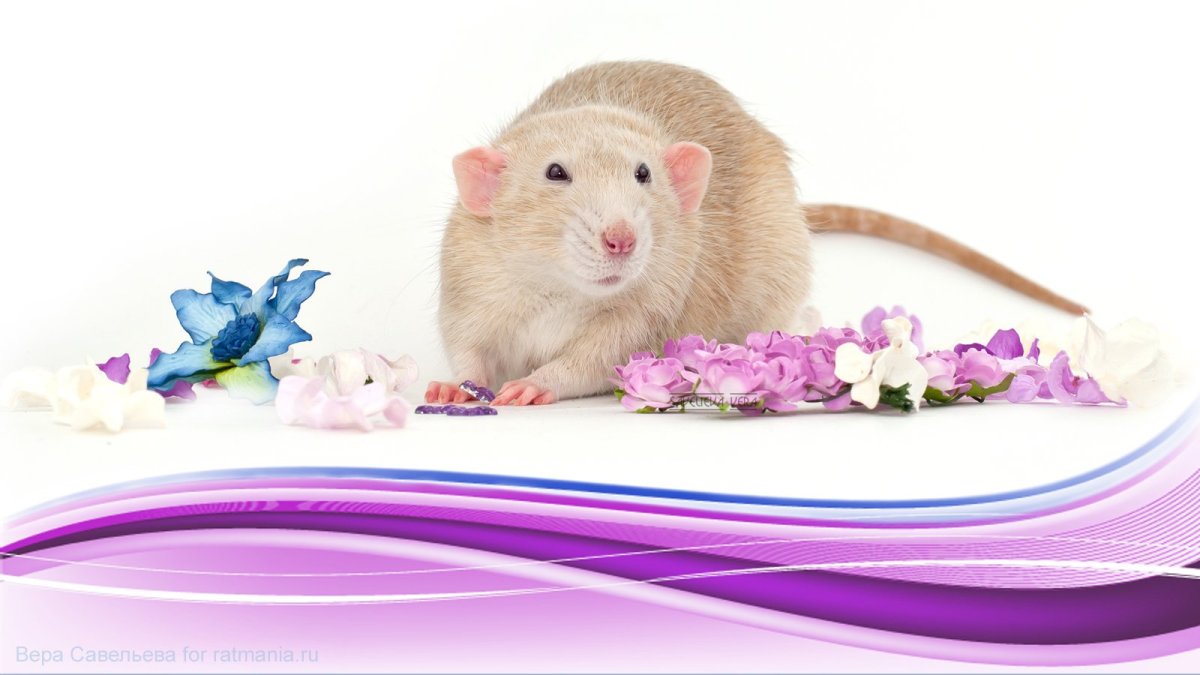 Обои с мышками