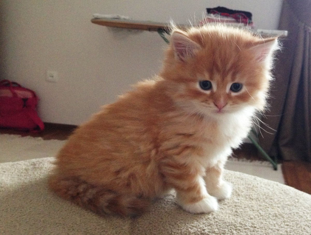 Сибирская кошка палевая