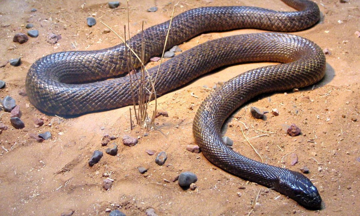 Змеи дю Конго