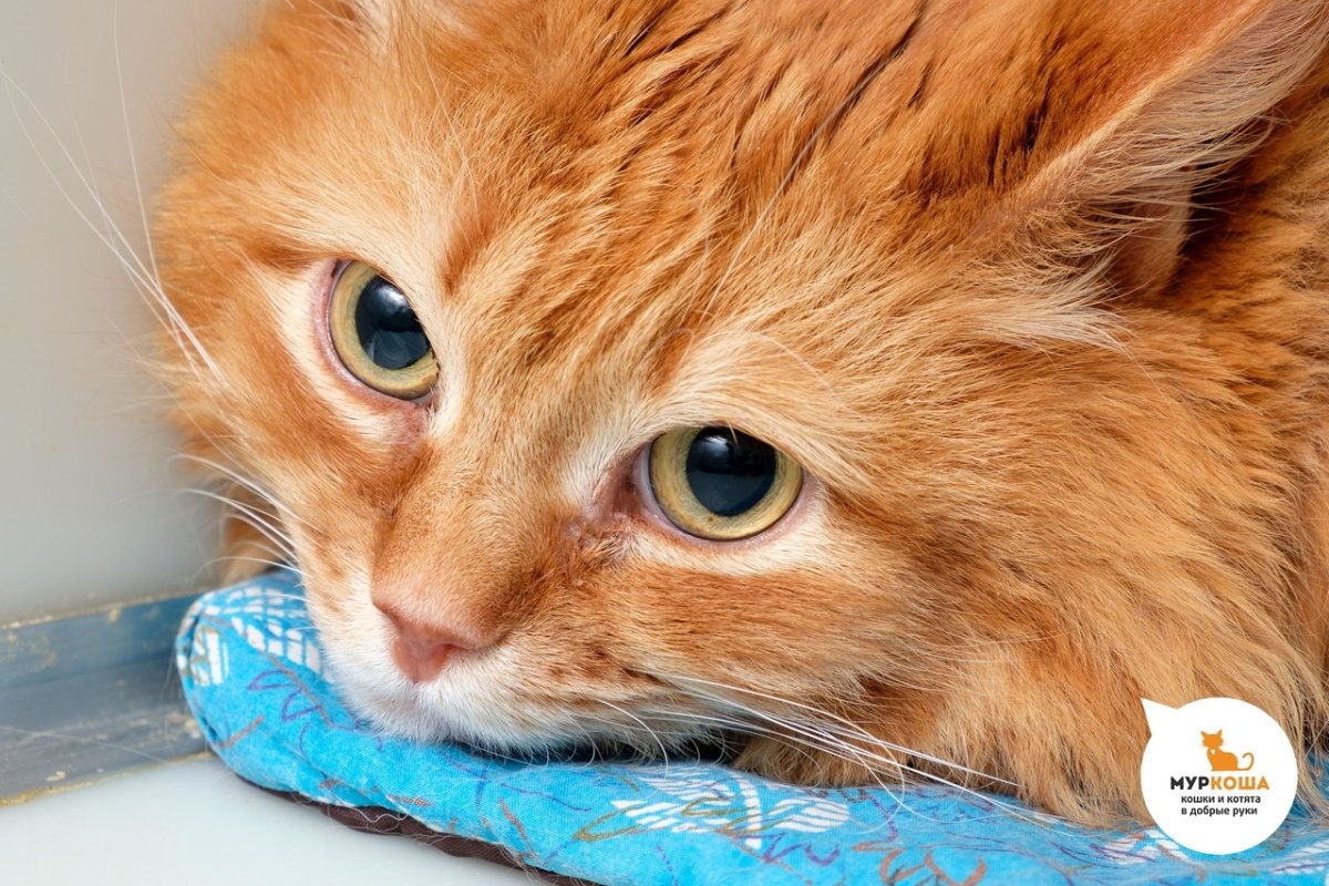 Беспородный рыжий кот