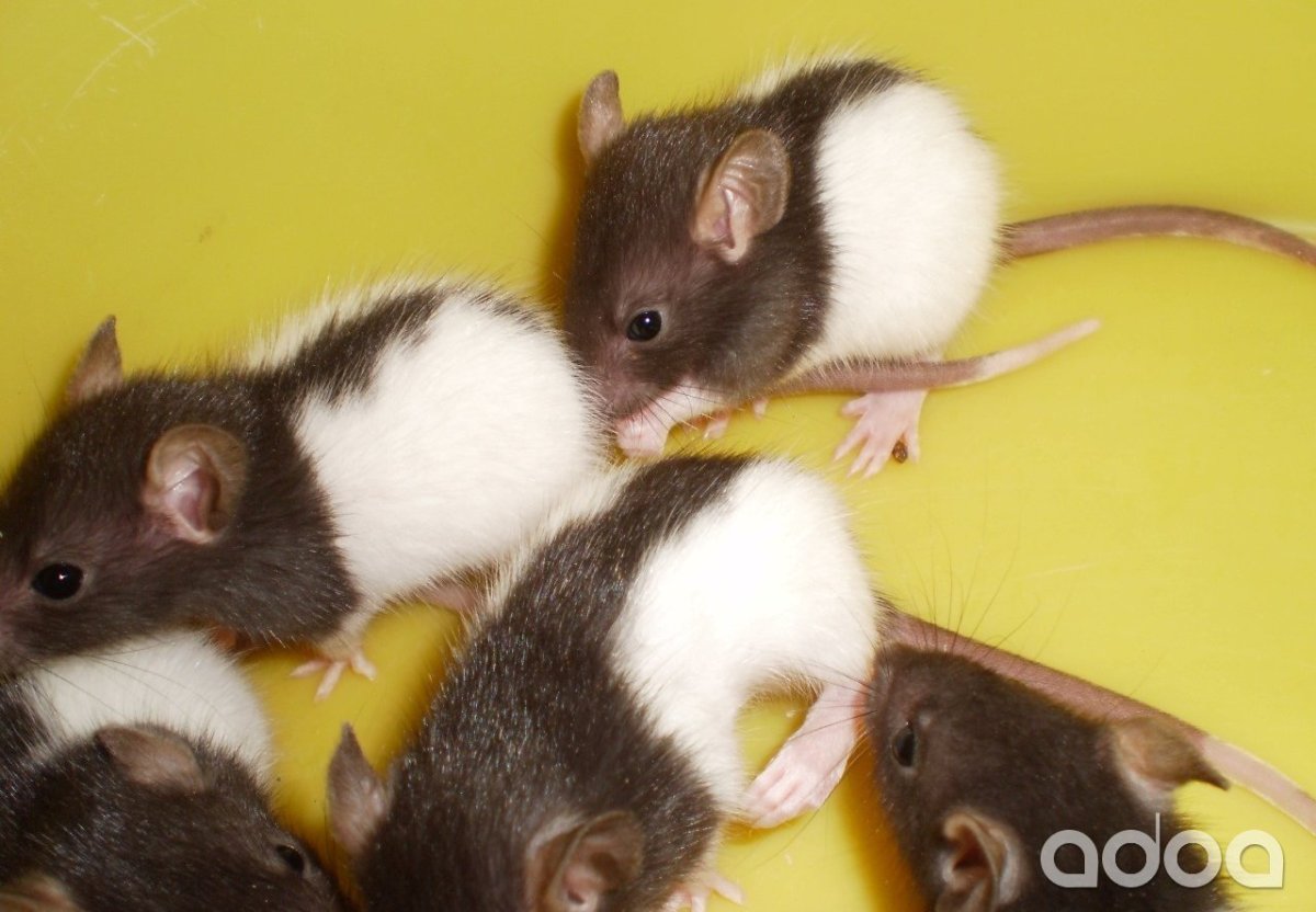 Крыса Дамбо рекс