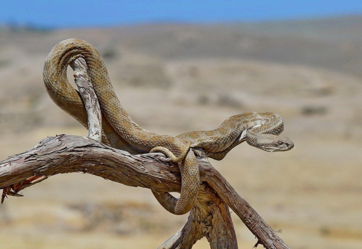 Ядовитая змея Гюрза