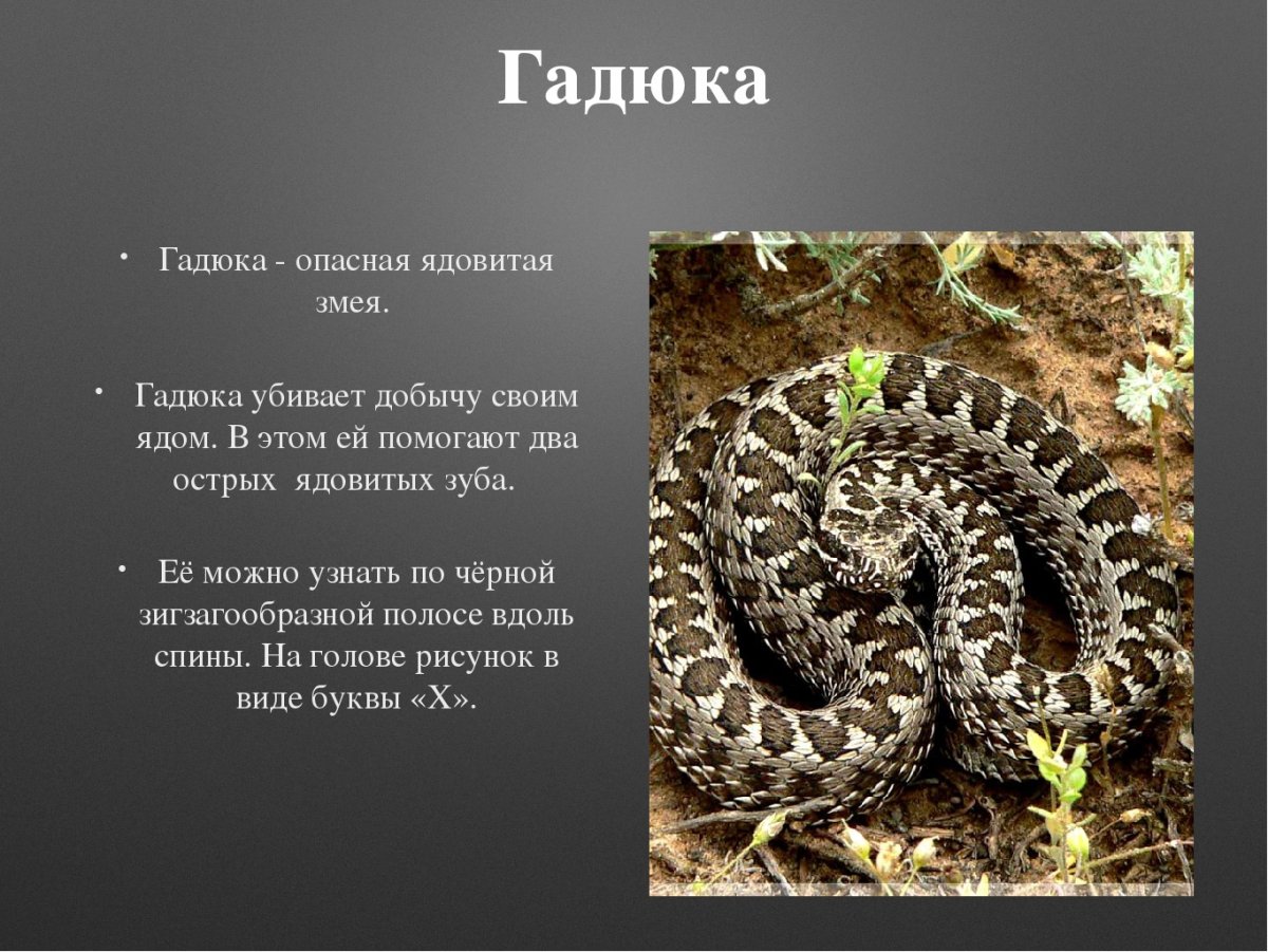 Змея гадюка ядовитая описание