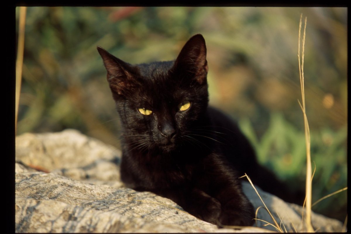 Бомбейская кошка. Бомбейская черная кошка. Британская Бомбейская кошка. Бомбейская кошка длинношерстная.
