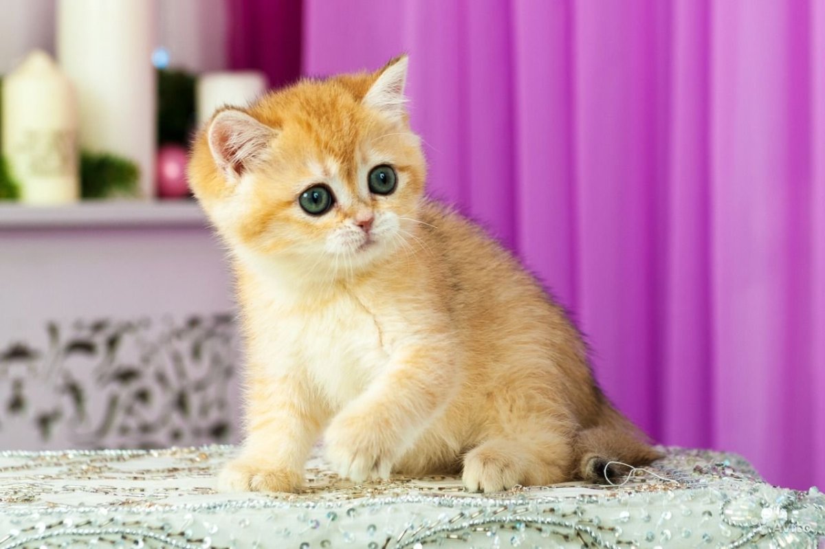Шотландская кошка Золотая шиншилла
