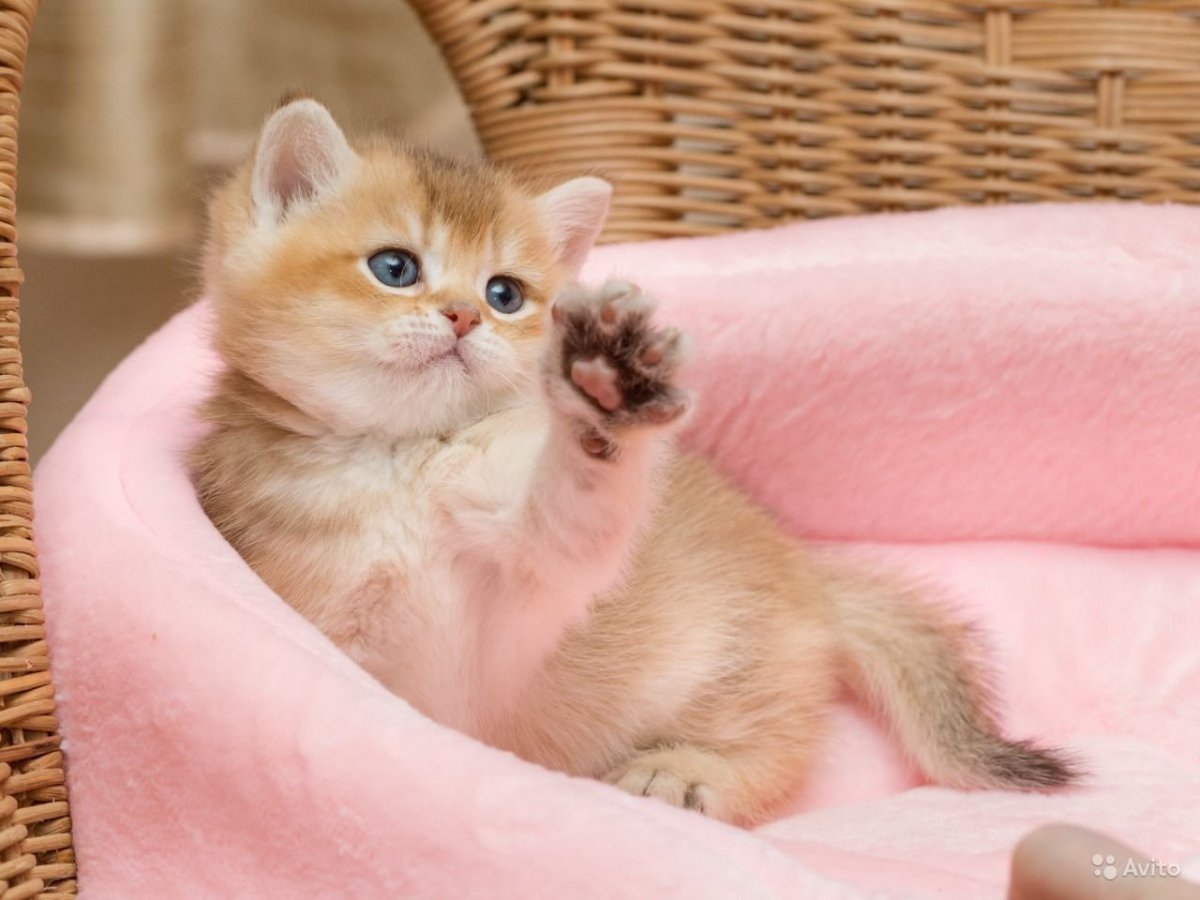 Британская кошка Золотая шиншилла