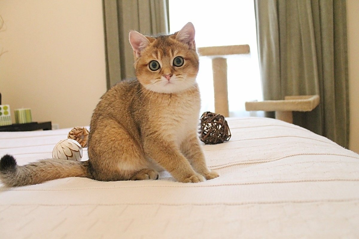 Котята Золотая шиншилла рождены в 2022