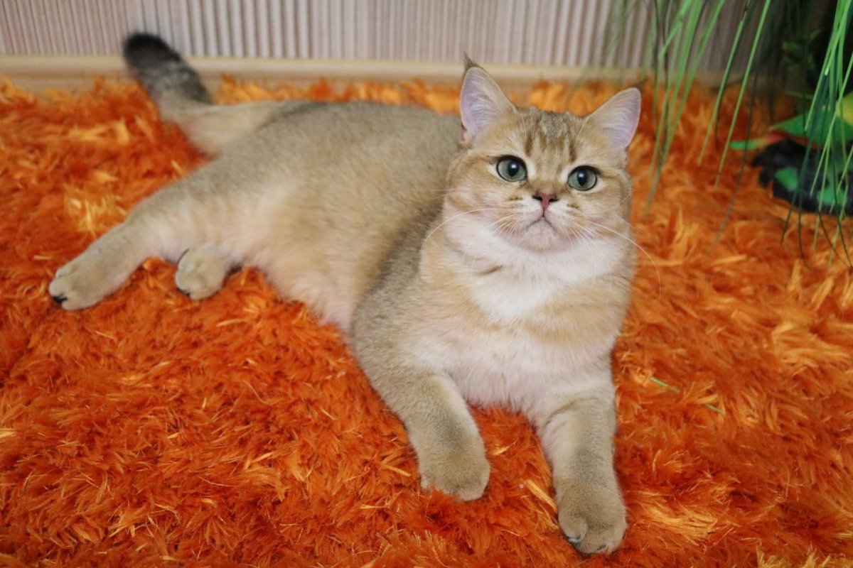 Британская Золотая шиншилла