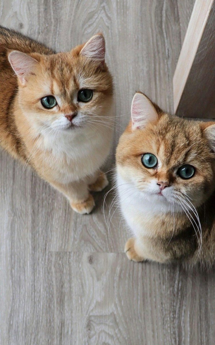 Золотая тикированная шиншилла кошка