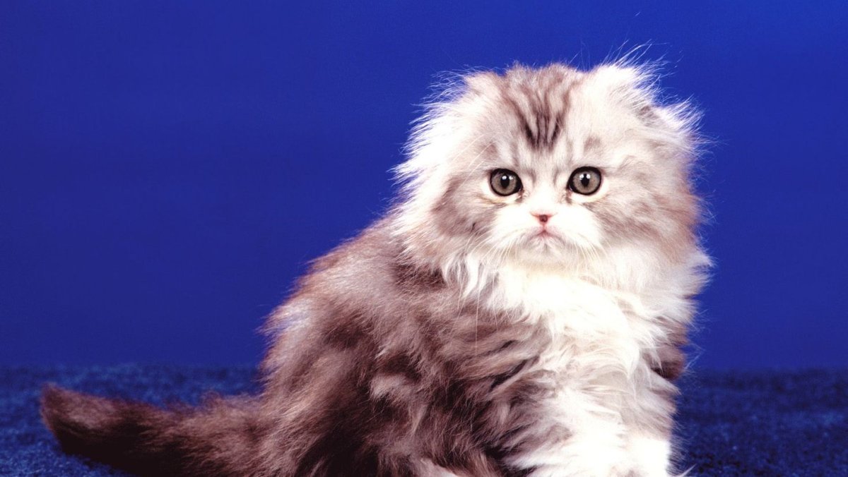 Хайленд фолд лиловый