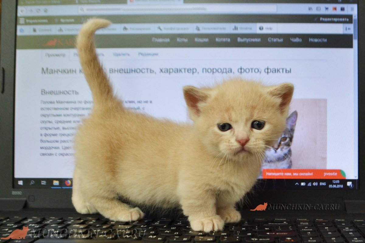 Кошки коротколапые вислоухие