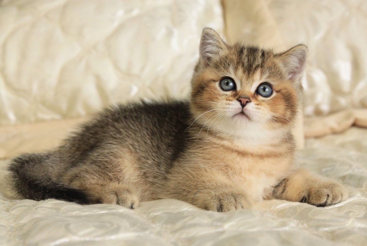 Персидская Золотая шиншилла