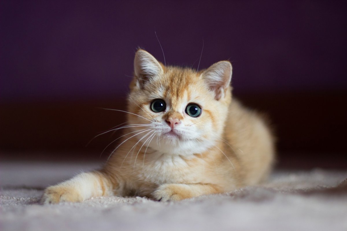 Золотые шиншиллы кошки