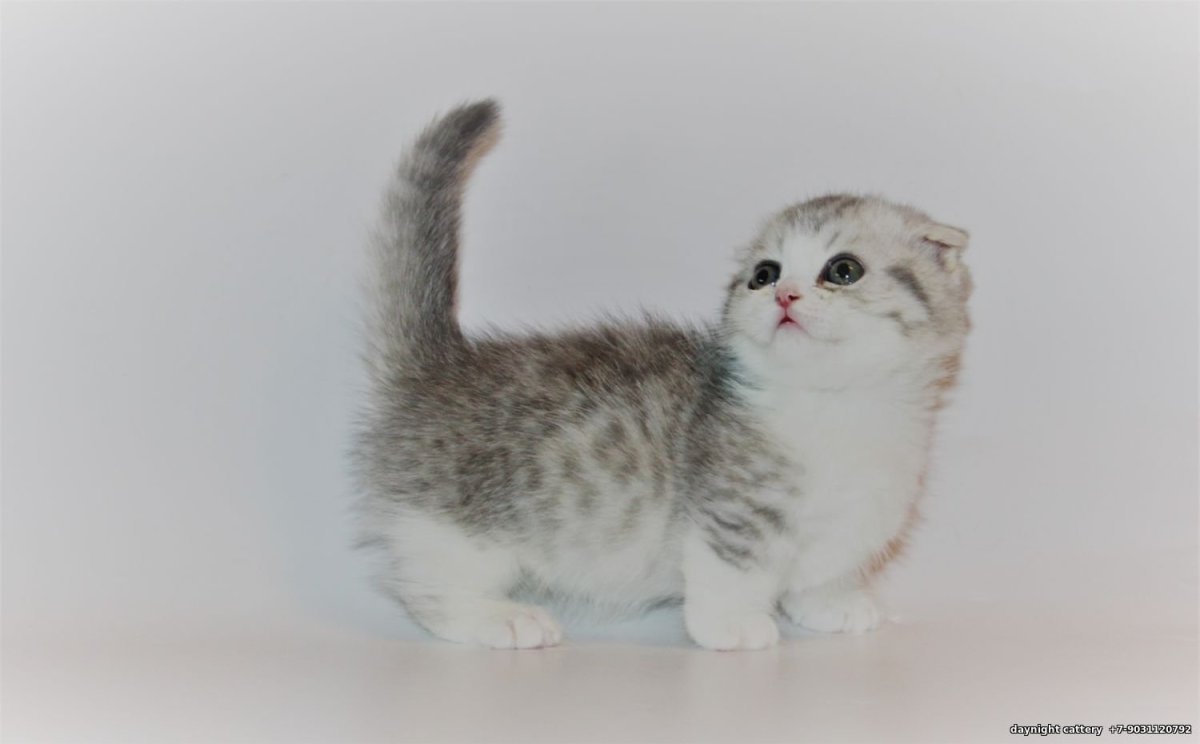 Манчкин Шотландская вислоухая