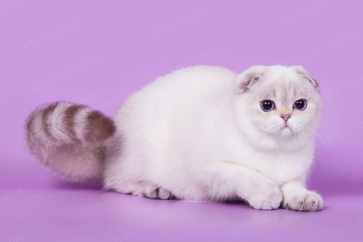 Скоттиш-фолд Шотландская вислоухая кошка
