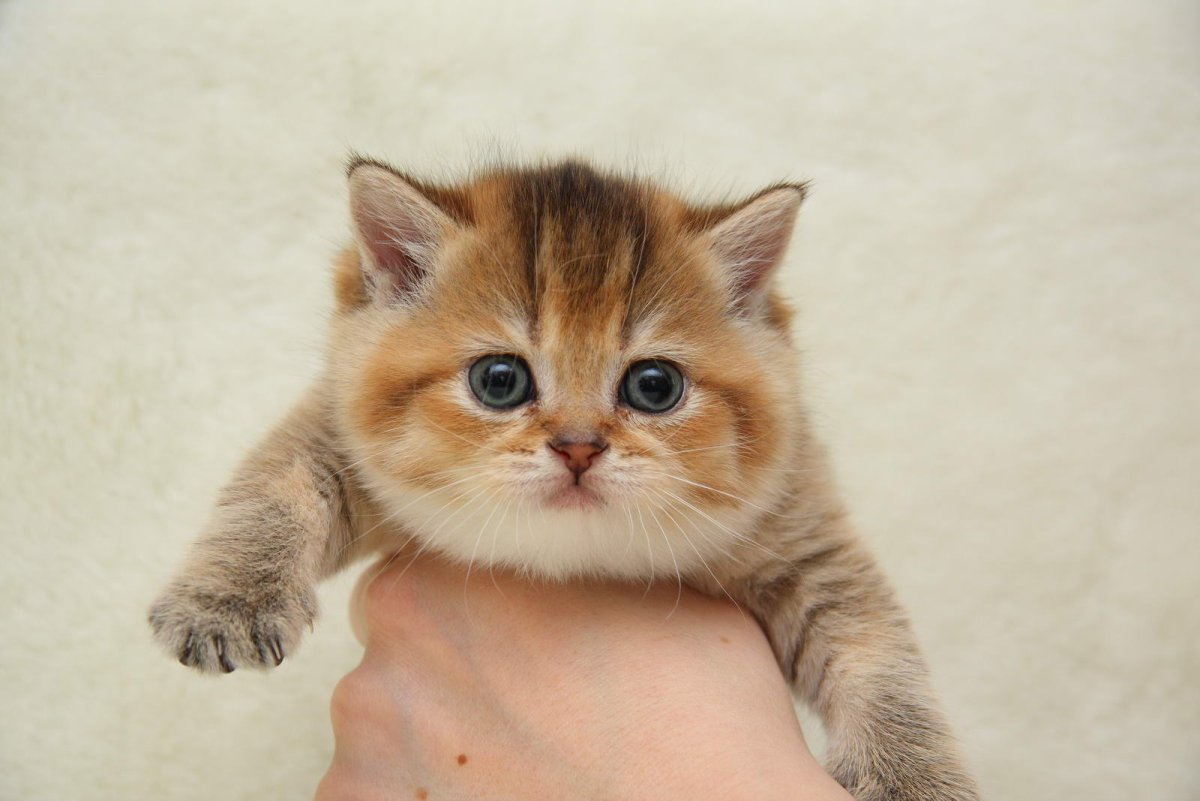 Манчкин Британская шиншилла