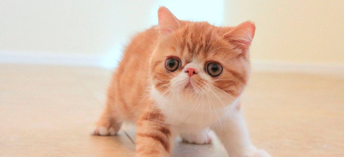 Коротколапый экзот