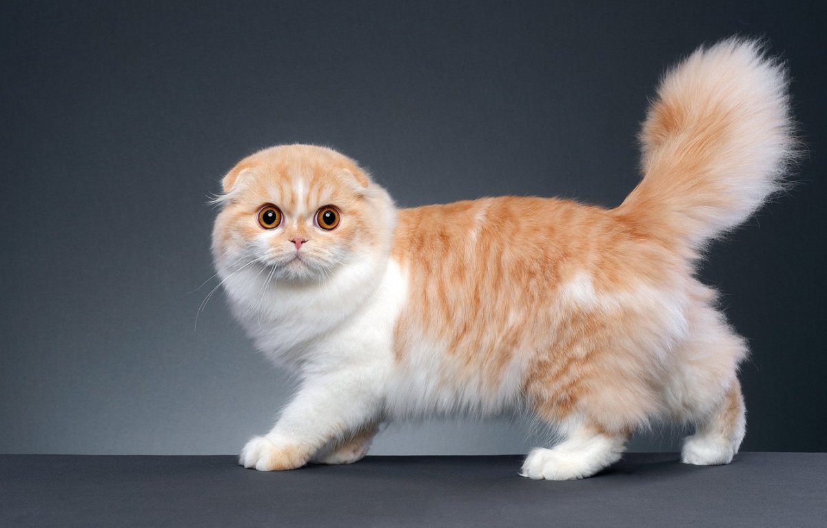 Манчкин порода кошек рыжий