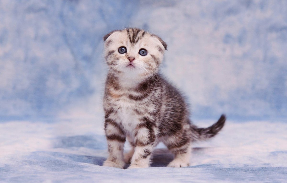 Шотландская вислоухая кошка