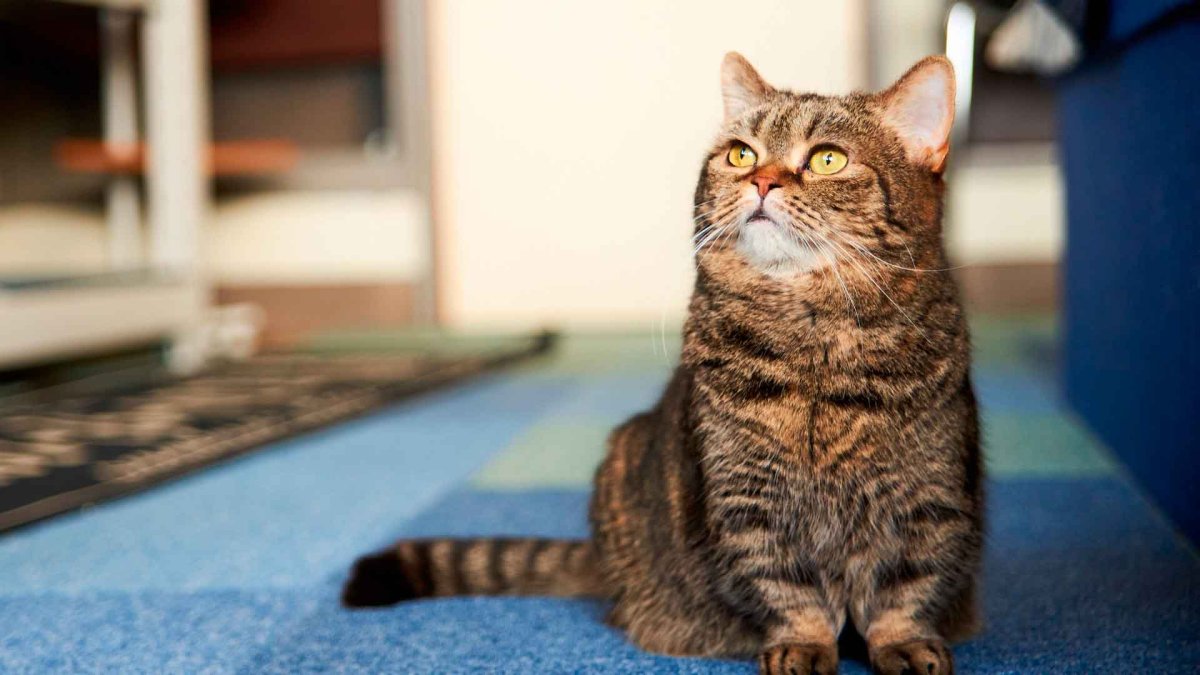 Манчкин кот полосатый