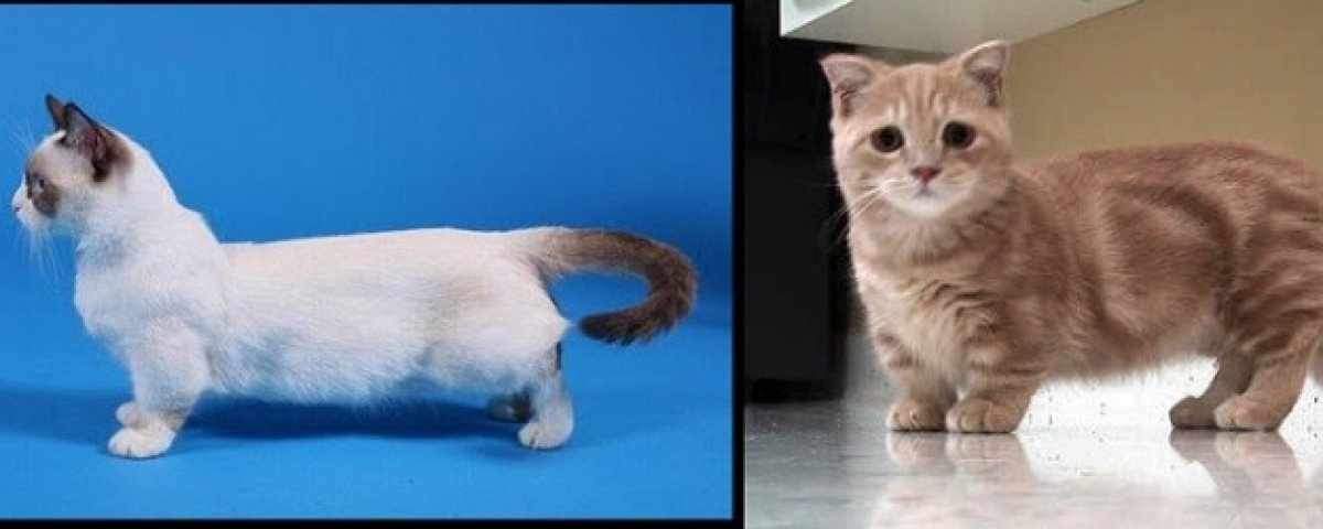 Манчкин кошка вислоухая