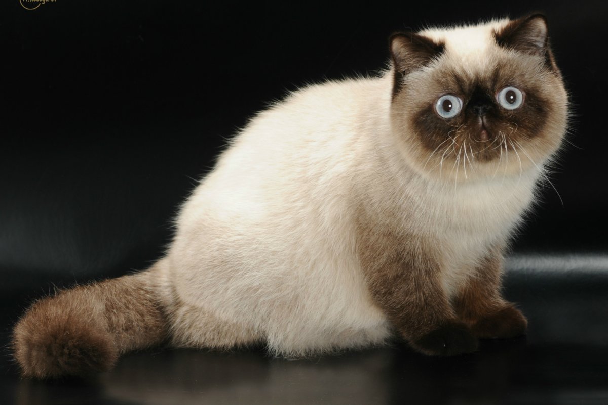 Вислоухий экзот Манчкин