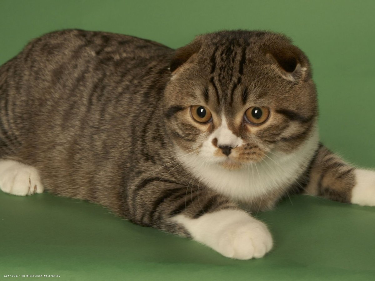 Манчкин Шотландская вислоухая