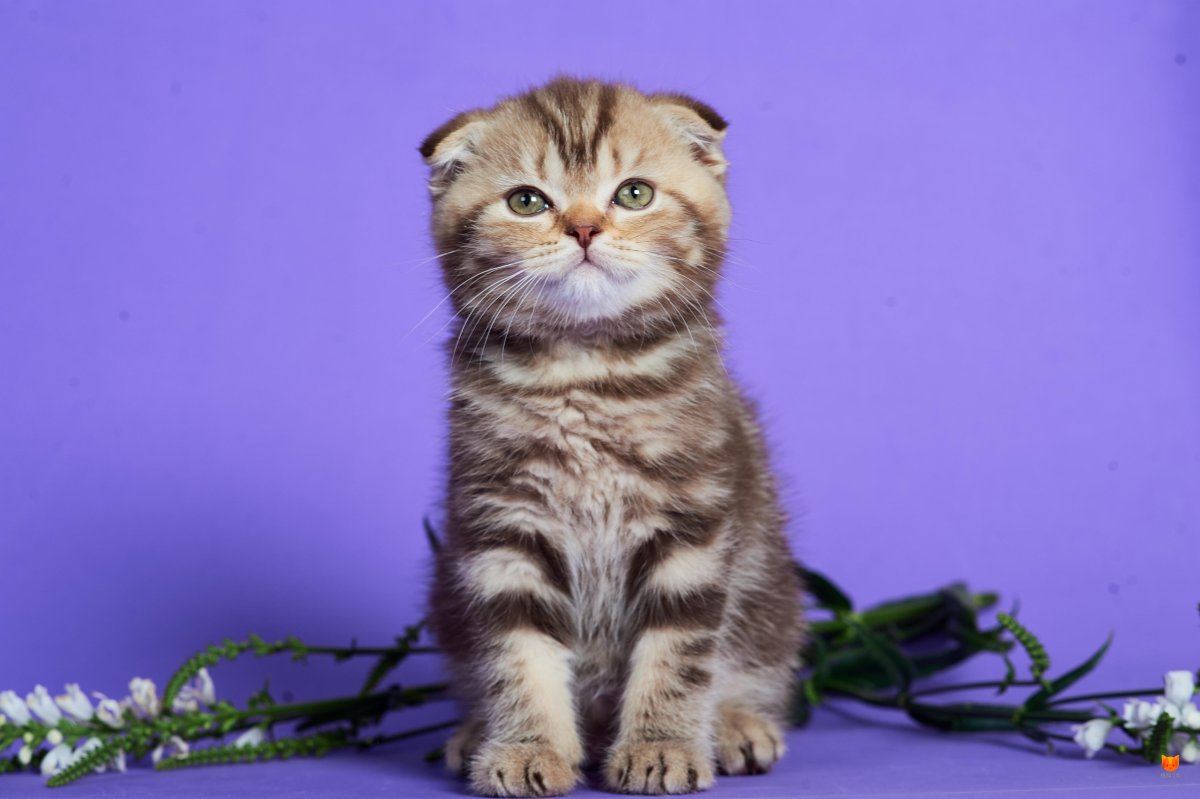 Скоттиш фолд мраморный