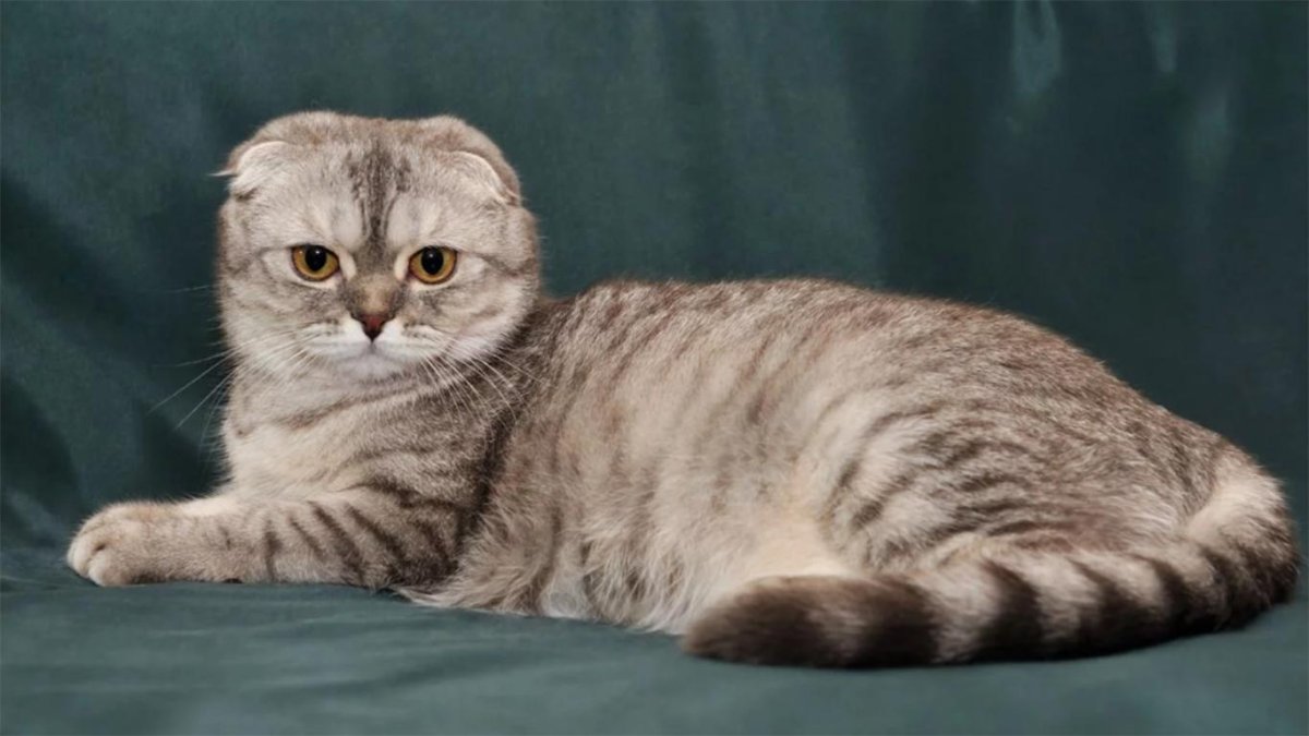 Шотландская вислоухая кошка