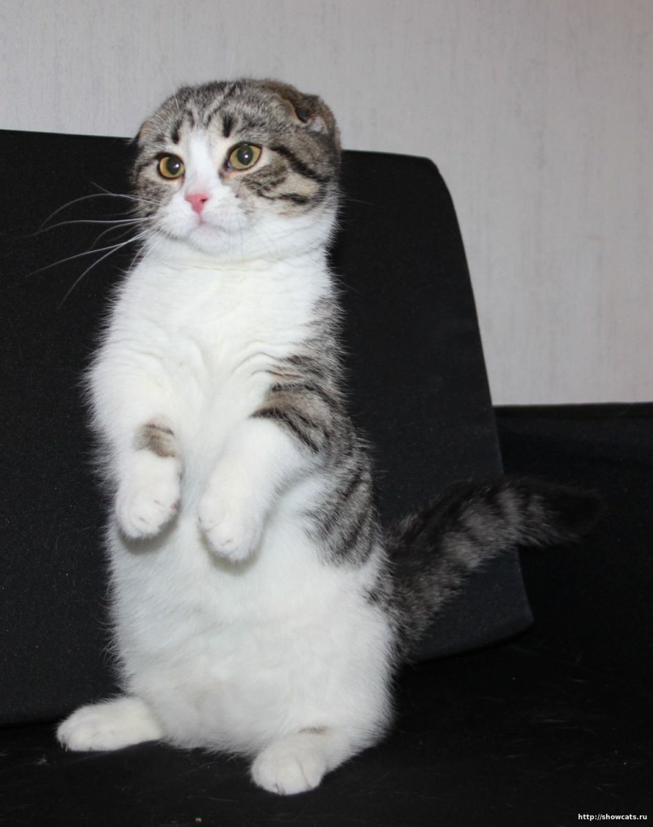 Скоттиш фолд Манчкин