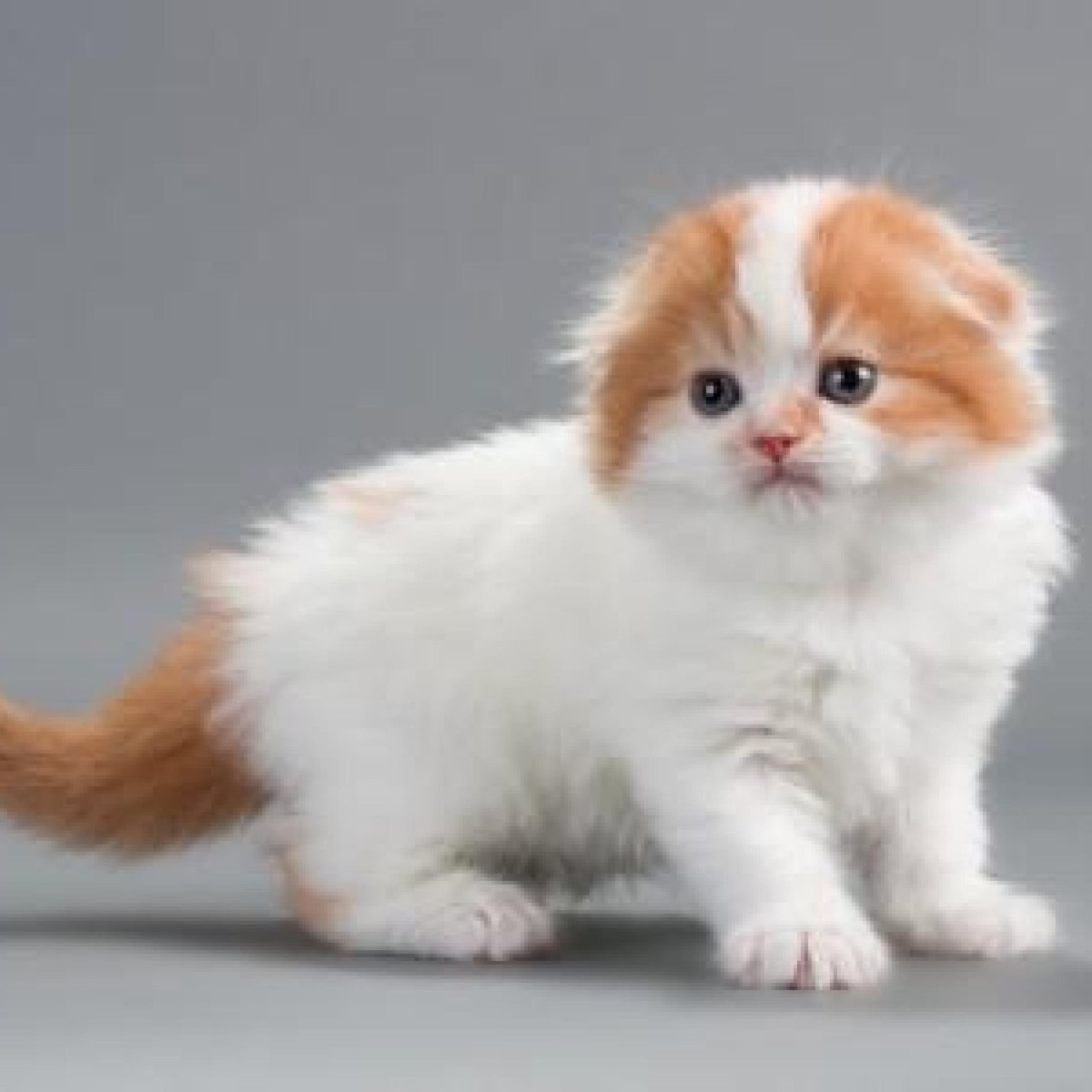 Кот Манчкин вислоухий