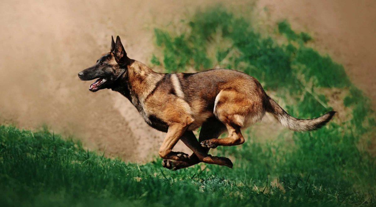 Бельгийская овчарка мал