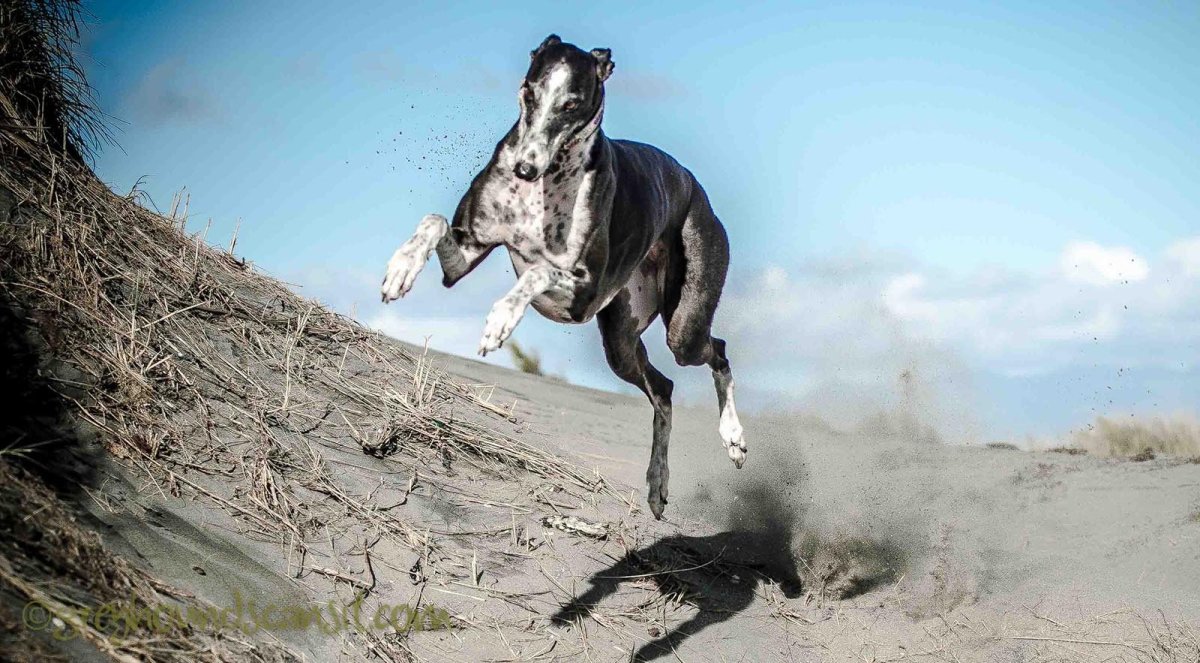 Борзая в прыжке